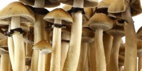 acheter champignons en france, acheter des champignons
